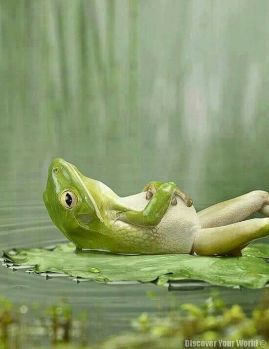 The Frog who Missed the Lily Pad 