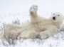 Polar Bear Waving