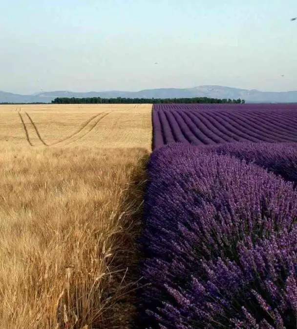 Wheat And Wool Fields