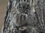Grey Owl Camouflaged With Tree