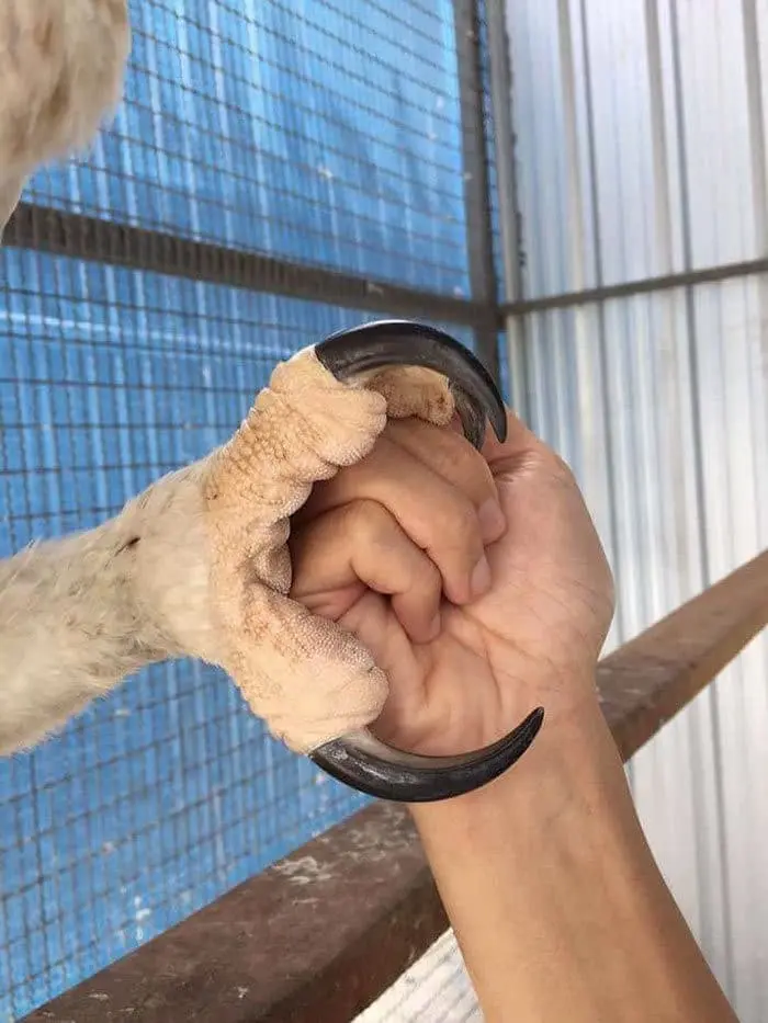 Aguila Harpia Claw Size