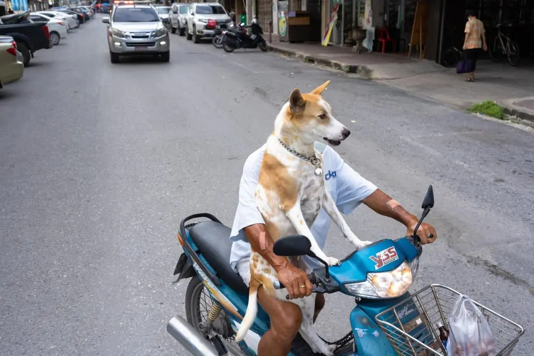 Dog driving a motorbike