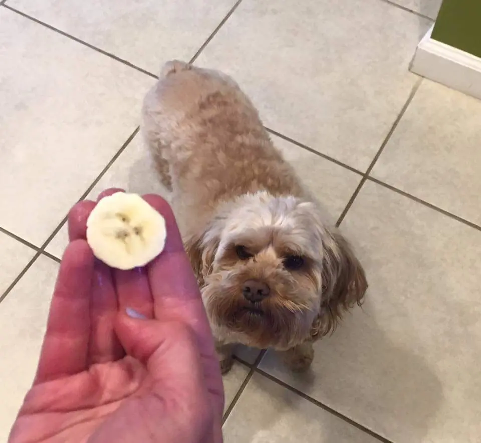 Dog face on a banana slice