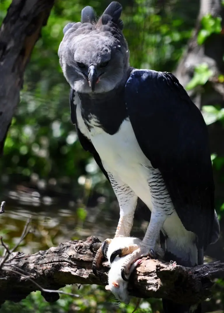 Harpy Eagle on a Trunk (1)