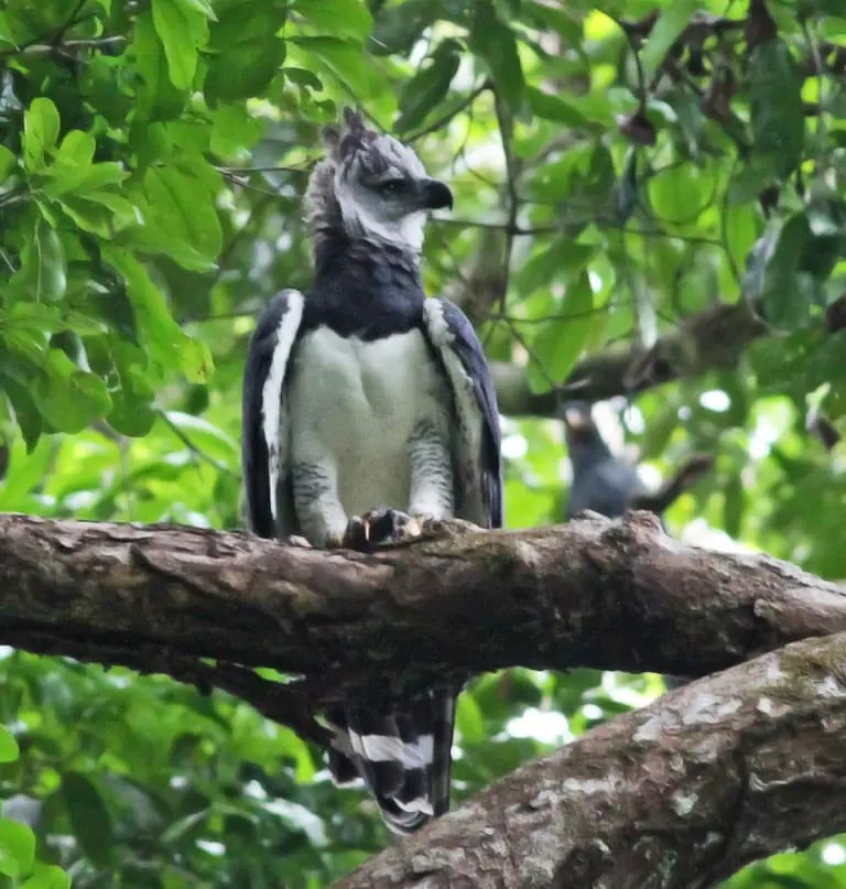 Harpy Eagle on a Trunk (2)