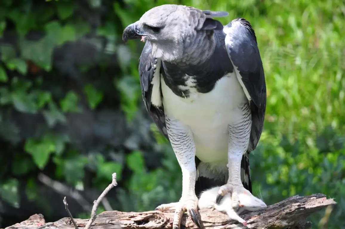 Harpy Eagle on a Trunk (3)