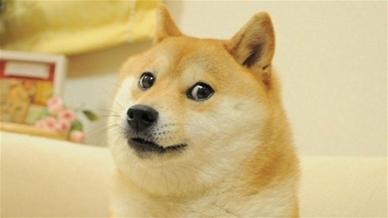 Kabosu the iconic meme dog you've seen countless times on the internet dies