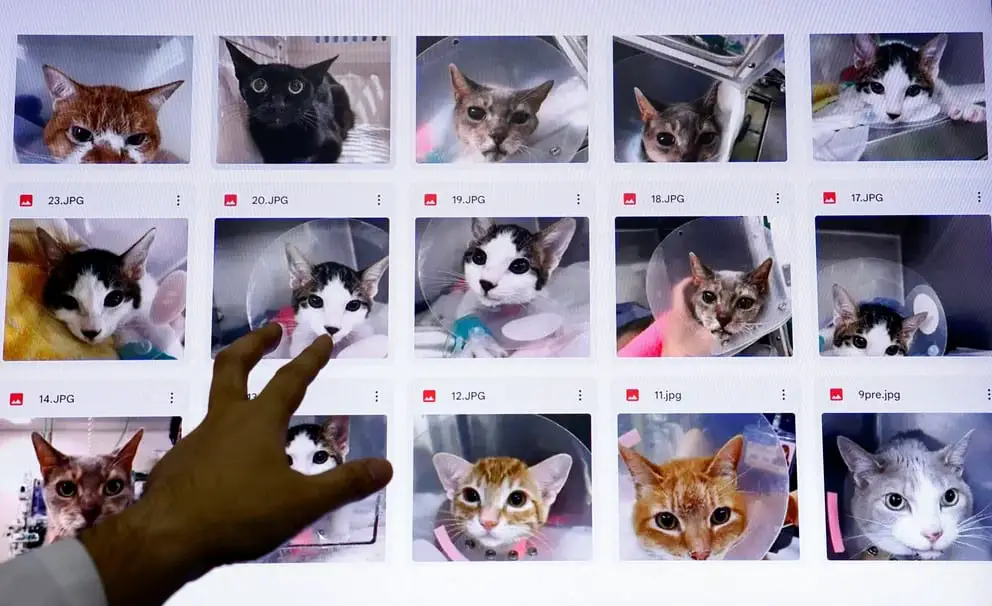 The AI was trained on 6000 photographs of cats