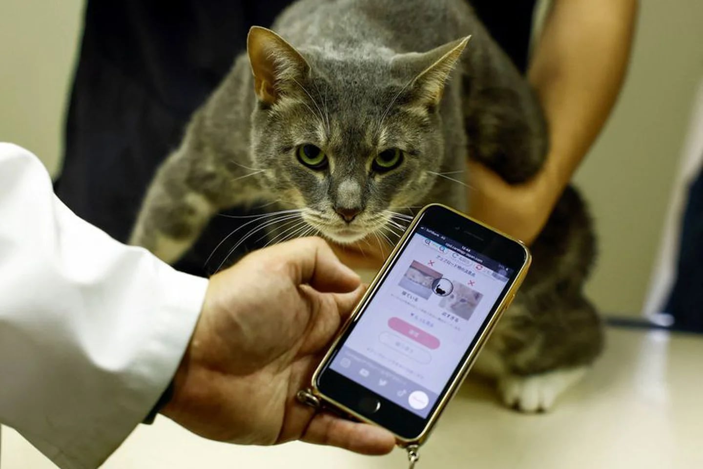 The app was developed with the goal of letting owners know exactly when their cats are in pain