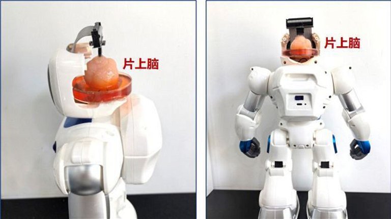 Chinese scientists develop a living brain using stem cells capable of controlling robots