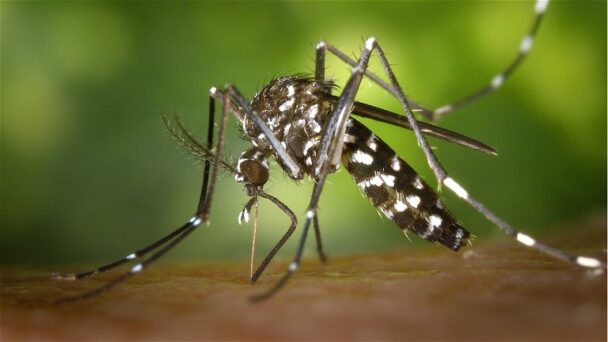 Why Are Some People Bitten More By Mosquitoes? Science Has The Answer