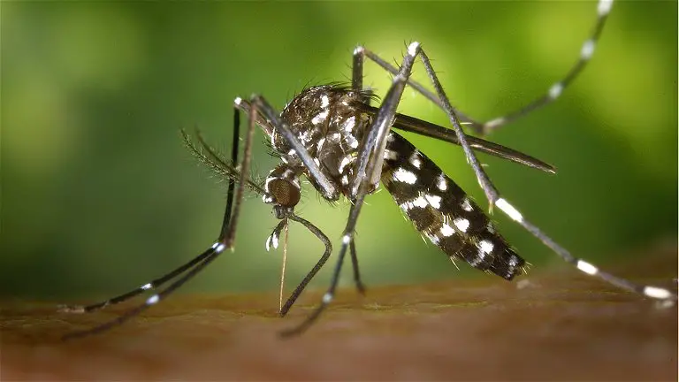 Why are some people bitten more by mosquitoes? Science has the answer