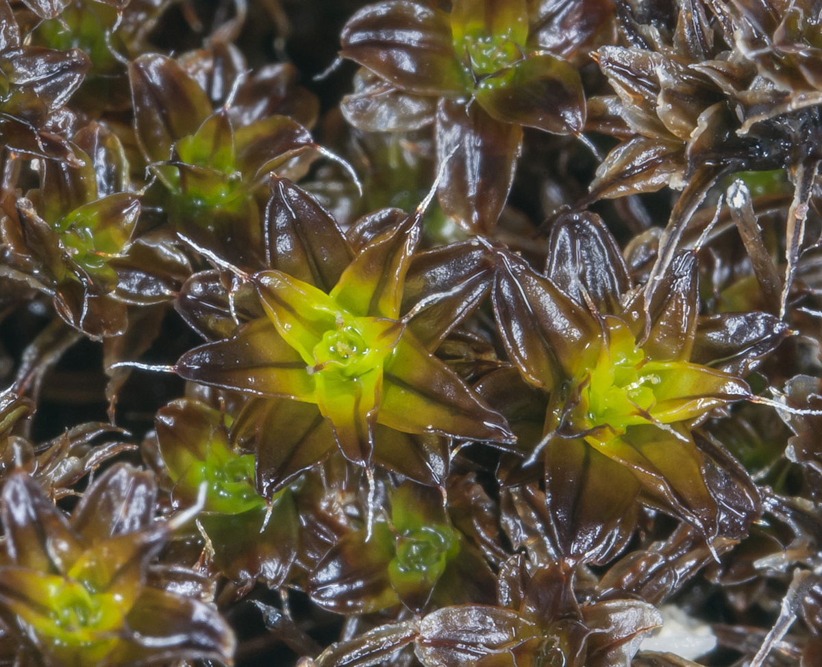 Photo of Syntrichia caninervis